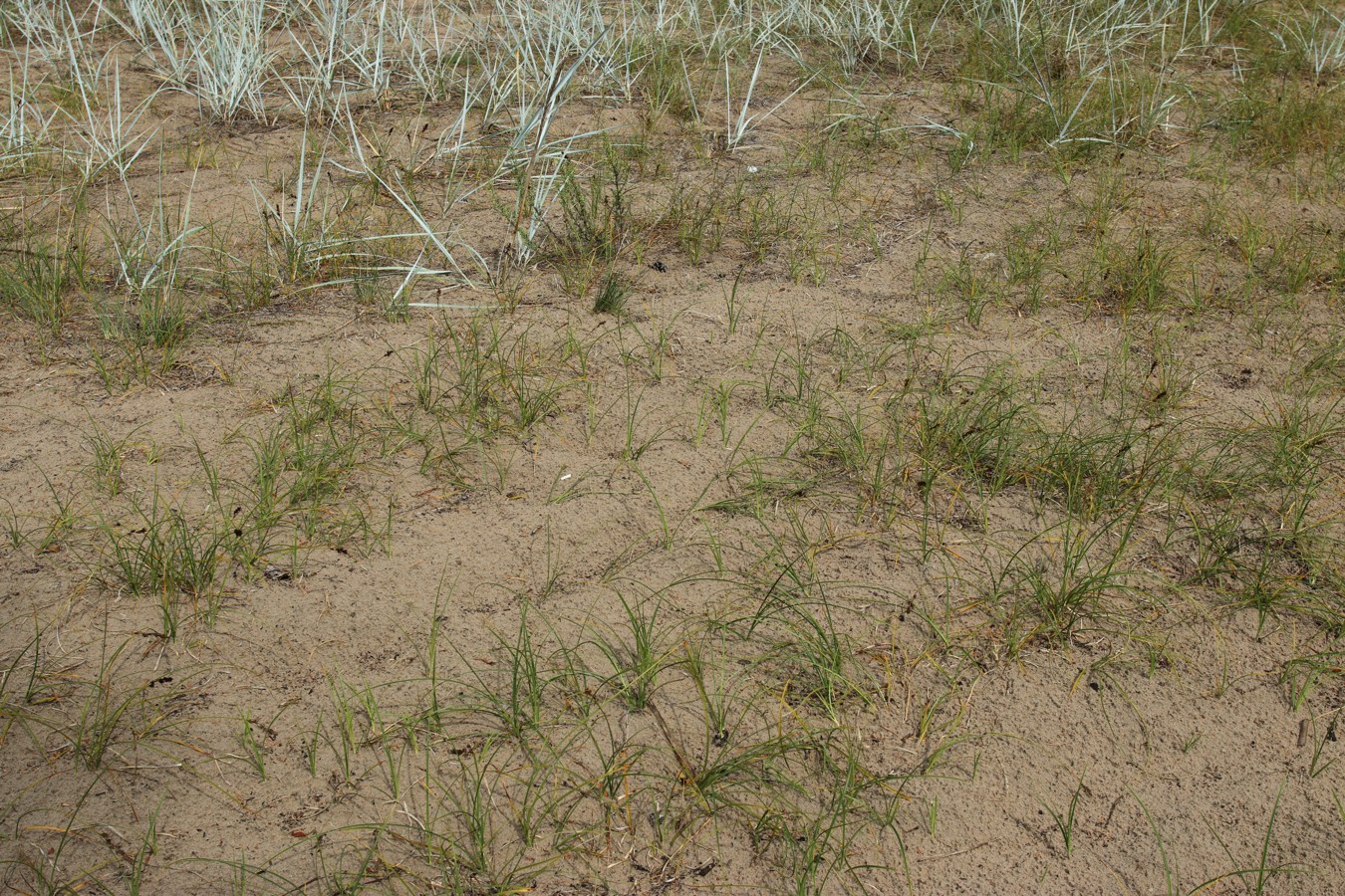 Image of Carex arenaria specimen.