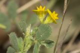 род Medicago