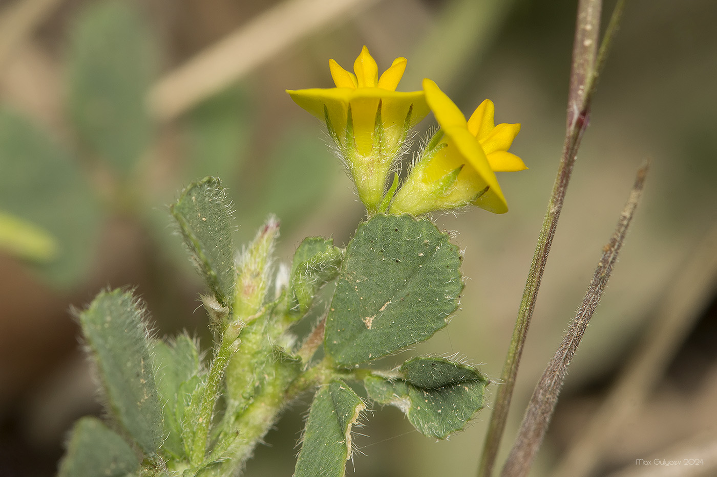 Изображение особи род Medicago.