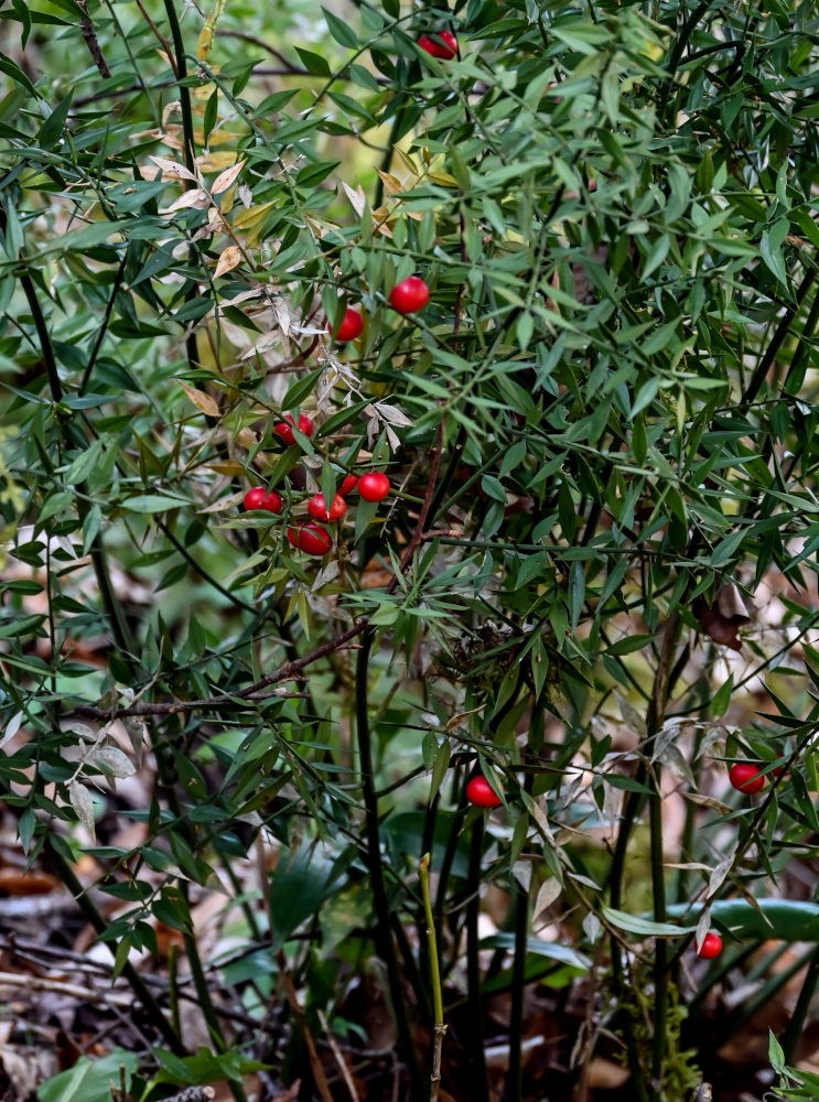 Изображение особи Ruscus aculeatus.