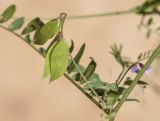 Vicia disperma