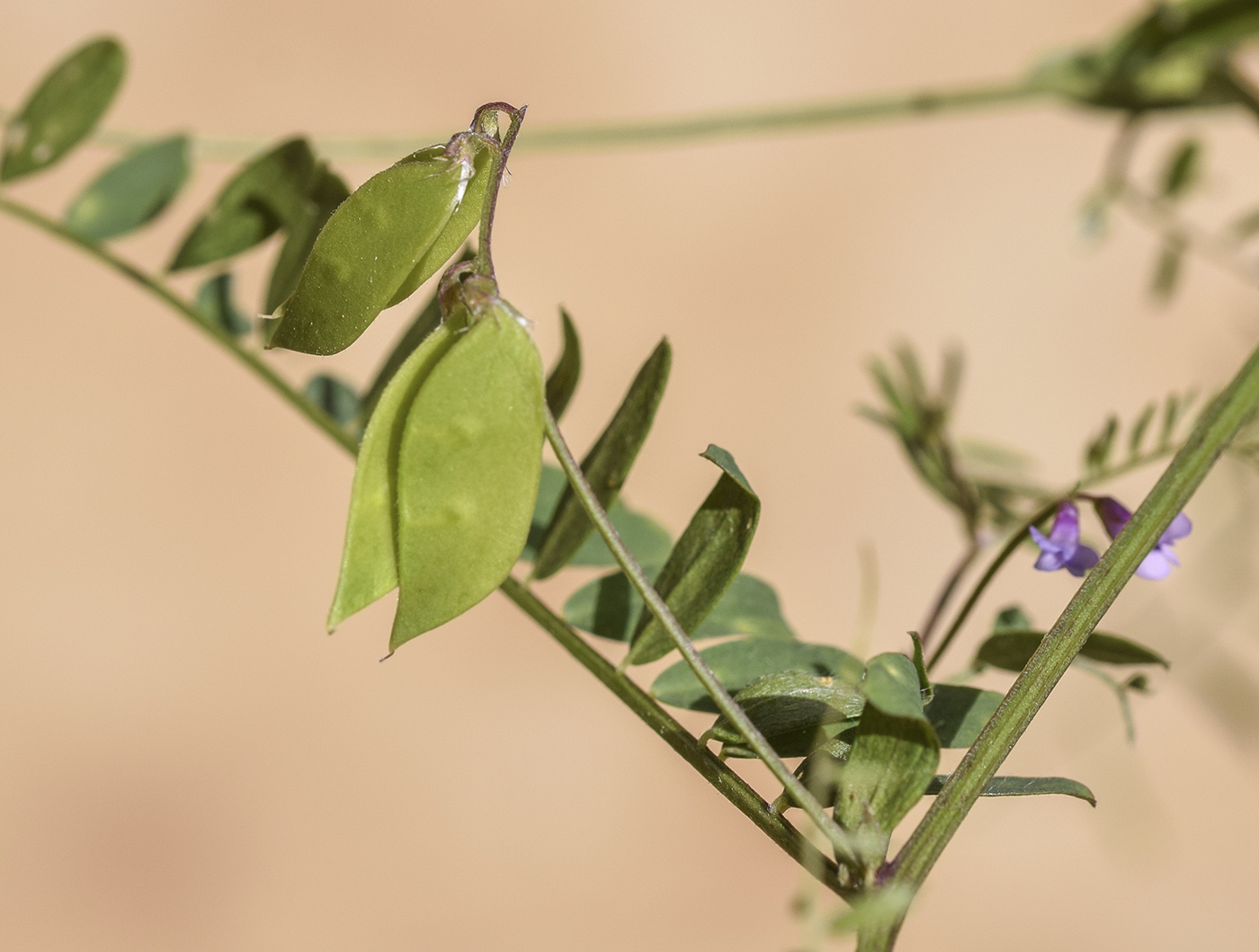 Image of Vicia disperma specimen.
