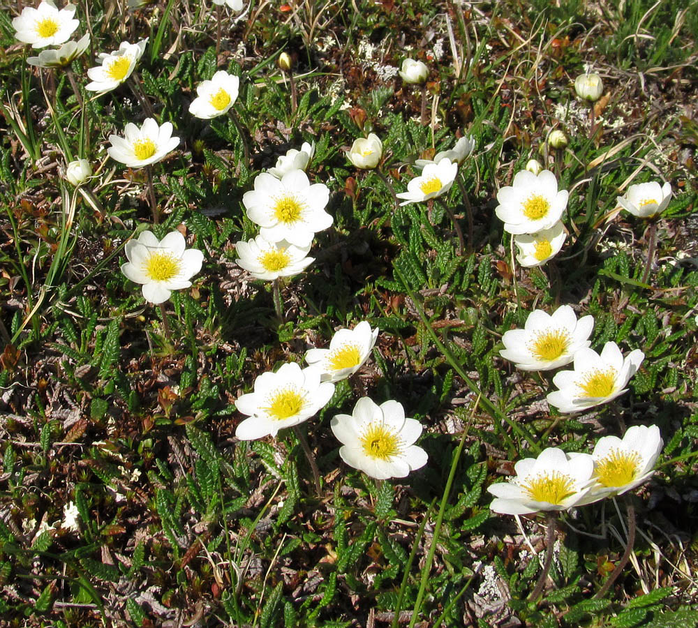 Изображение особи Dryas octopetala.