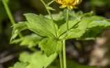 Ranunculus cappadocicus. Часть побега. Краснодарский край, Апшеронский р-н, хр. Азиш-Тау, пихтово-кленовый лес. 24.05.2025.