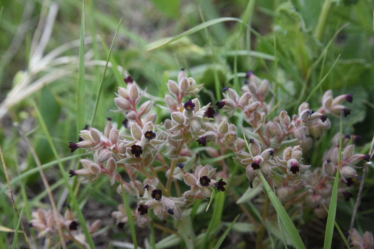 Image of genus Nonea specimen.