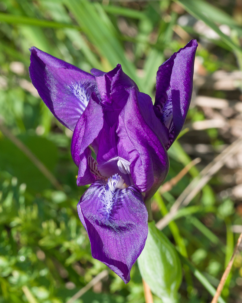 Image of Iris aphylla specimen.