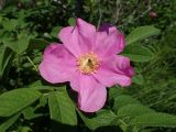 Rosa rugosa. Цветок с кормящейся мухой-журчалкой. Хабаровский край, окр. г. Комсомольск-на-Амуре, опушка смешанного леса (зарастающая лесом куртина.). 27.06.2025.