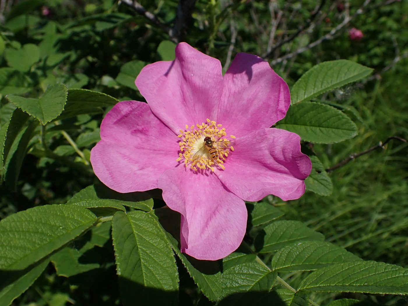 Image of Rosa rugosa specimen.