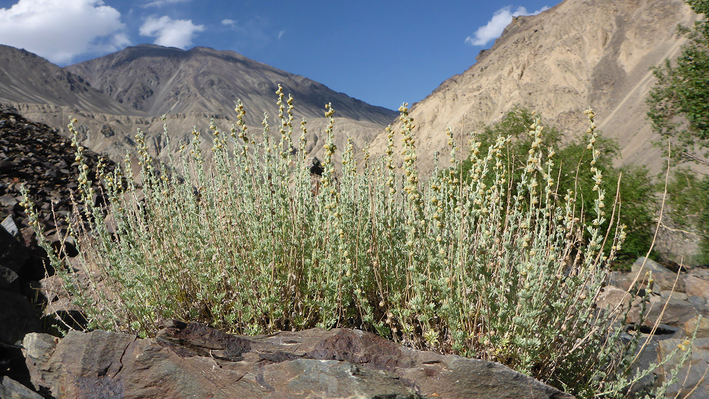 Image of Artemisia rutifolia specimen.