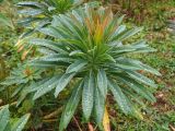 genus Euphorbia. Вегетирующее растение. Северная Осетия, Ирафский р-н, дол. р. Танадон, субальпийский луг. 19.09.2024.