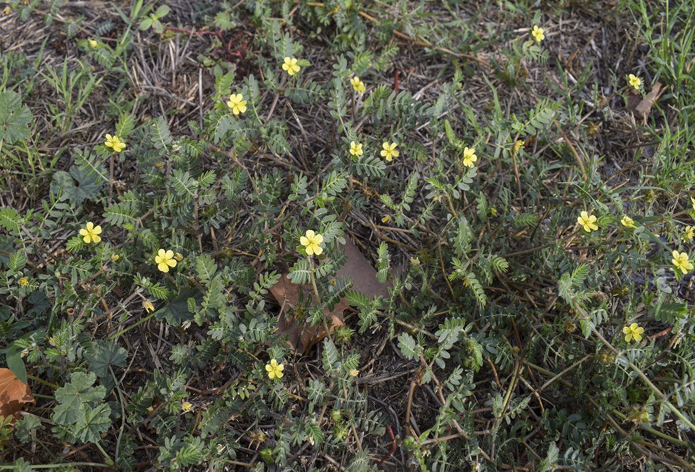 Изображение особи Tribulus terrestris.