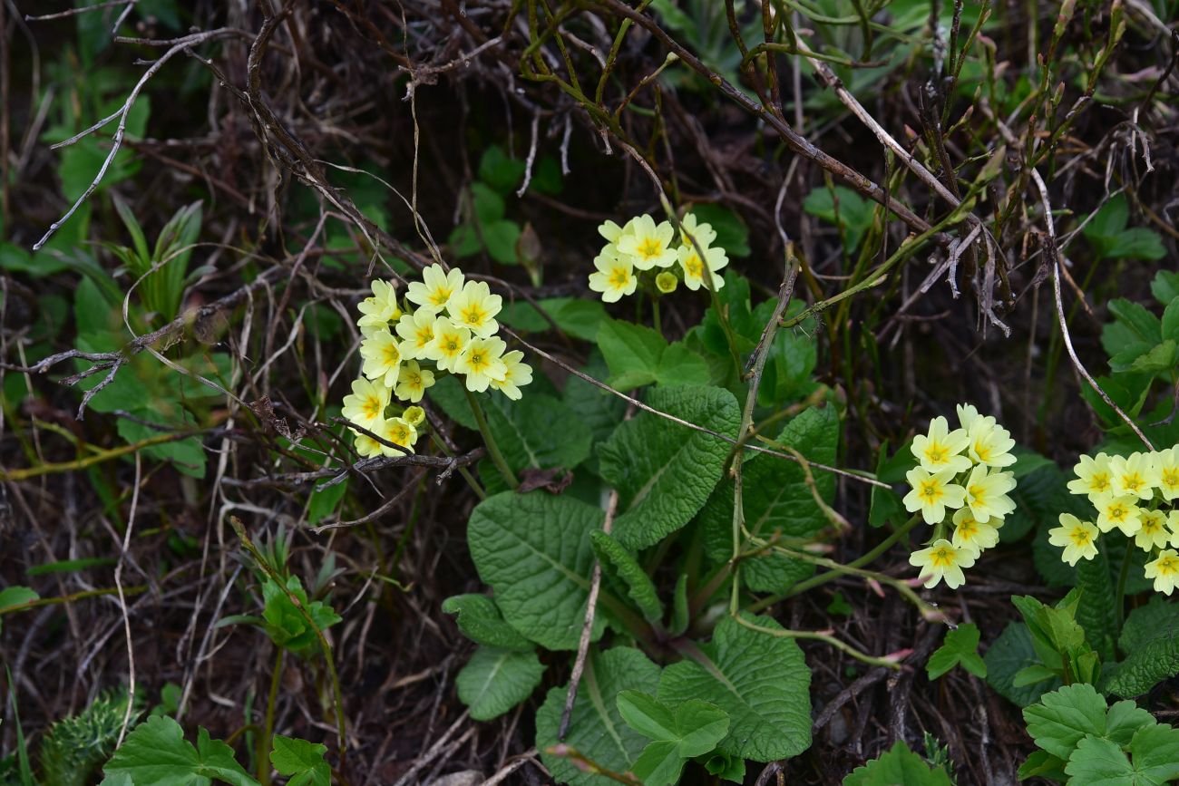 Изображение особи Primula macrocalyx.