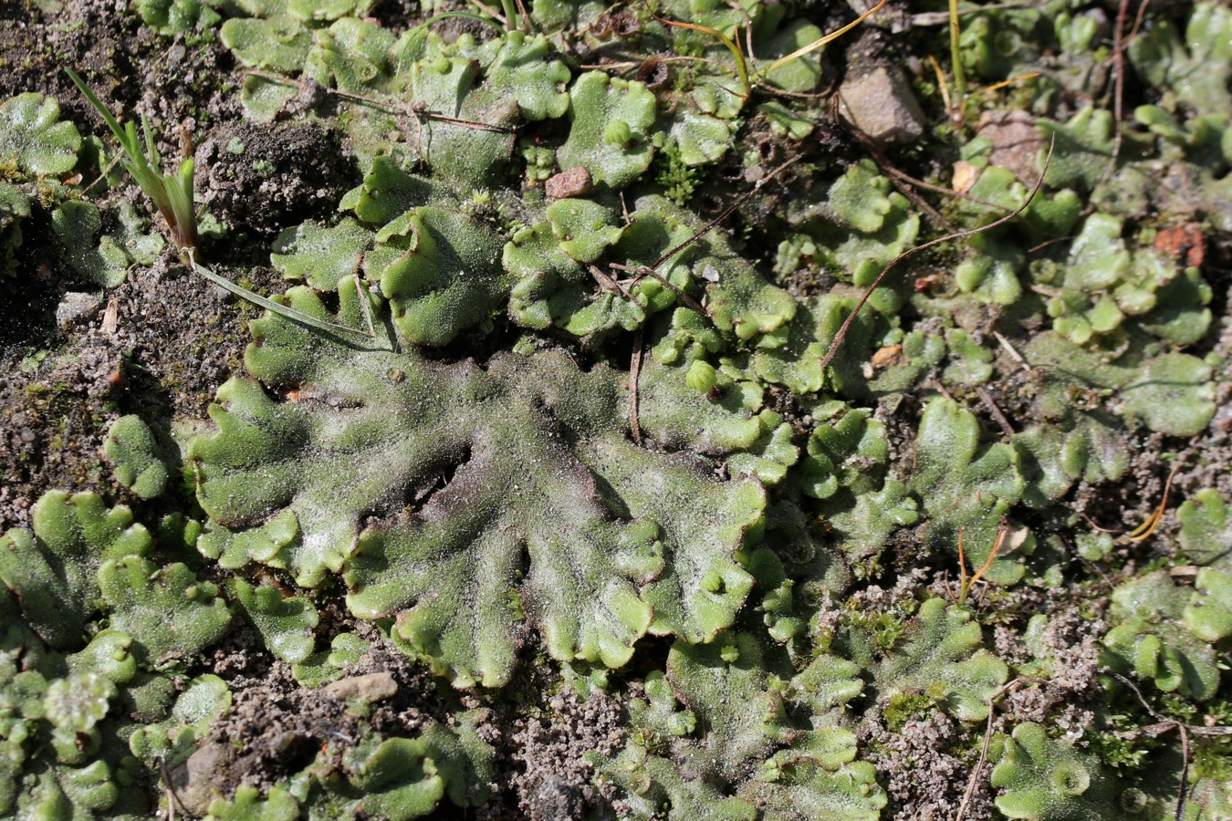 Image of Marchantia polymorpha specimen.