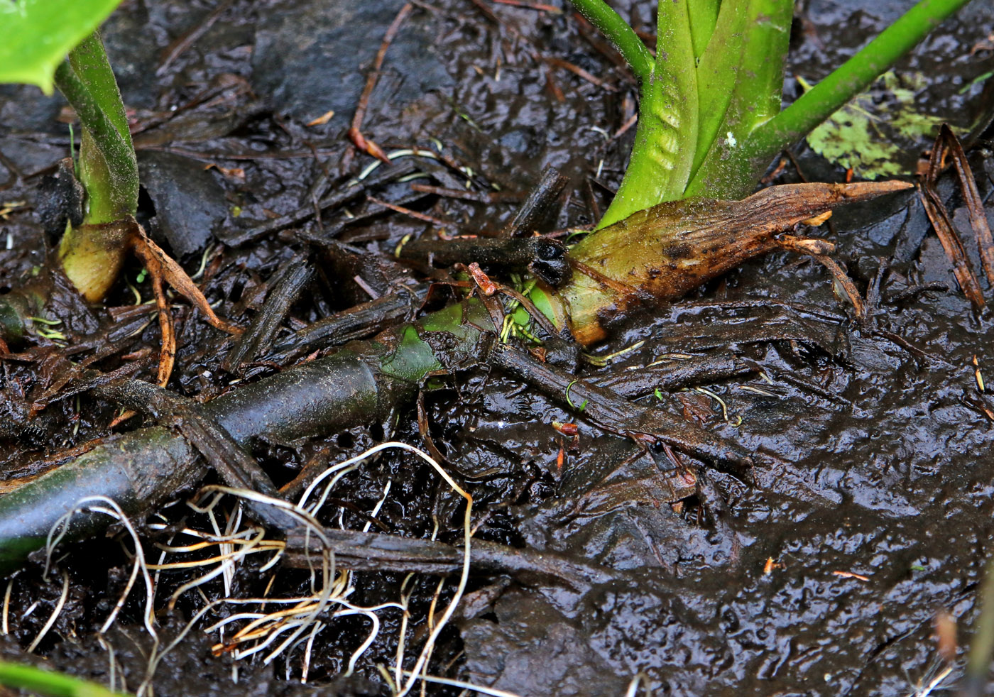Image of Calla palustris specimen.