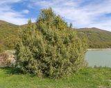 Image of taxon representative. Author is Татьяна Винокурова