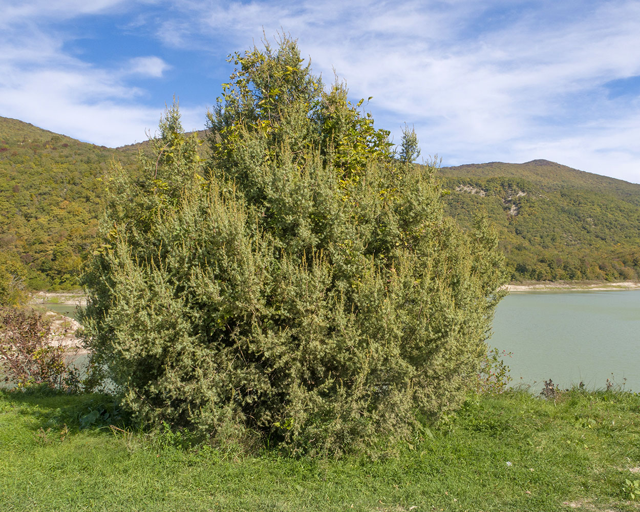 Image of Juniperus deltoides specimen.