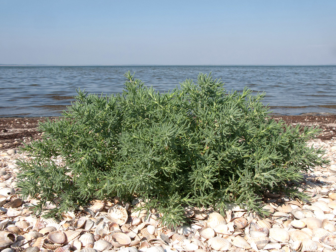 Изображение особи Spirobassia hirsuta.