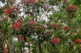 Corymbia ficifolia. Верхушки ветвей цветущего дерева. Португалия, Азорские о-ва, о-в Сан-Мигел, кальдера вулкана Фурнаш, парк \"Терра-Ноштра\", в культуре. 13.08.2025.