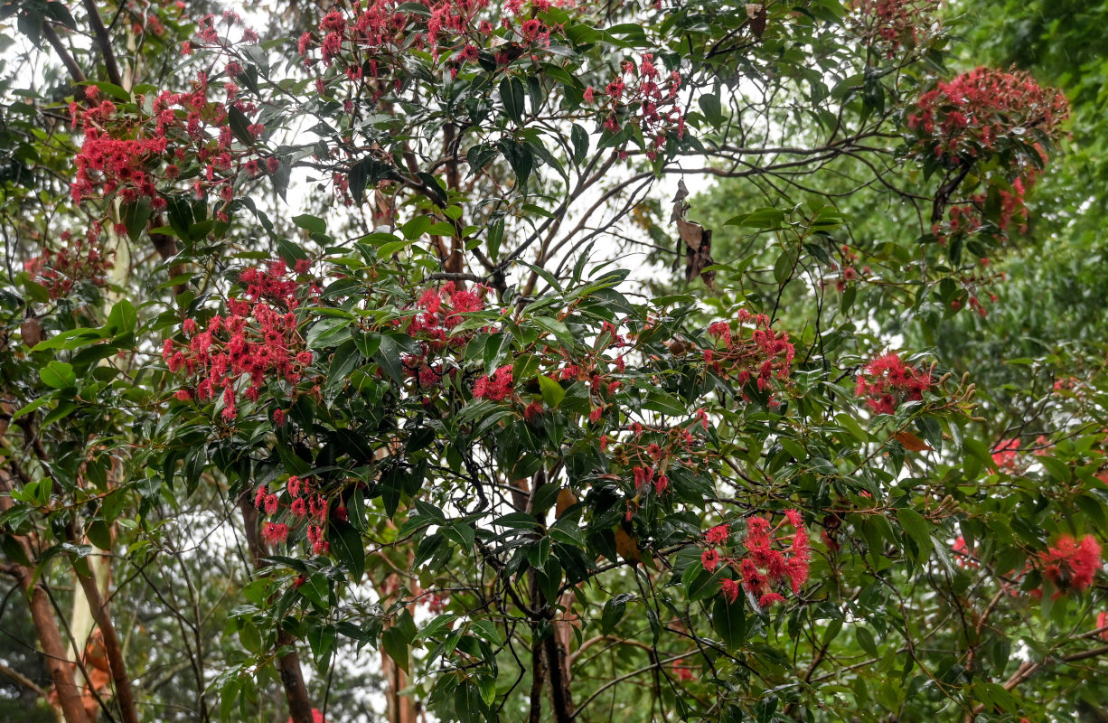 Image of Corymbia ficifolia specimen.