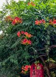Campsis radicans. Побеги цветущего растения. Китай, пров. Цзянсу, г. Сучжоу, в культуре. 27.05.2025.