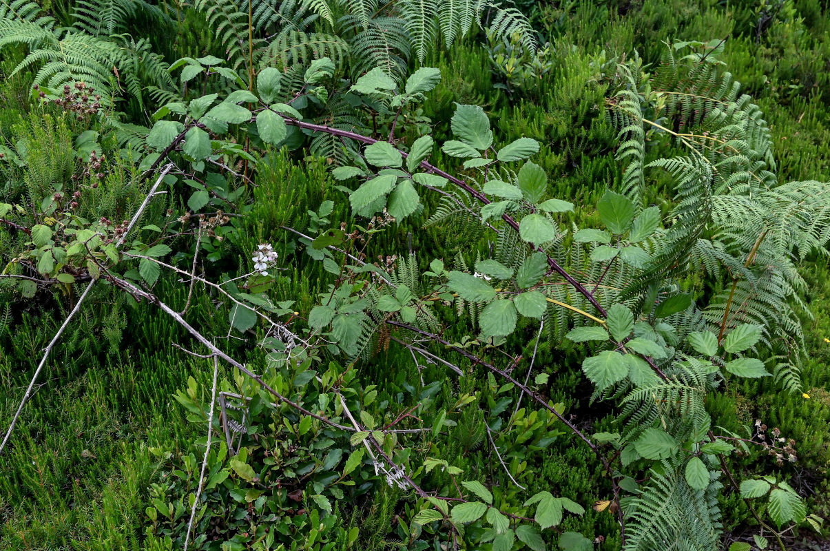 Image of Rubus ulmifolius specimen.