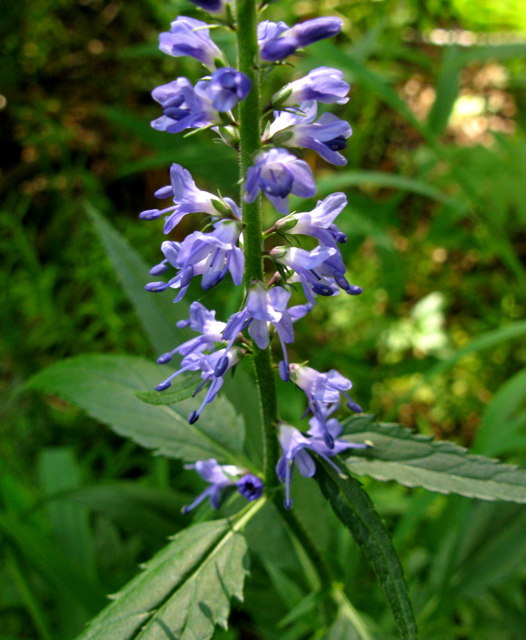 Image of Veronica taigischensis specimen.