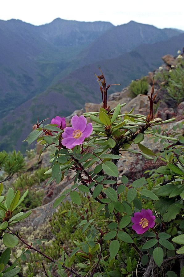 Image of Rosa acicularis specimen.