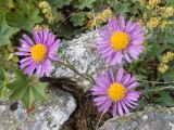 Aster alpinus