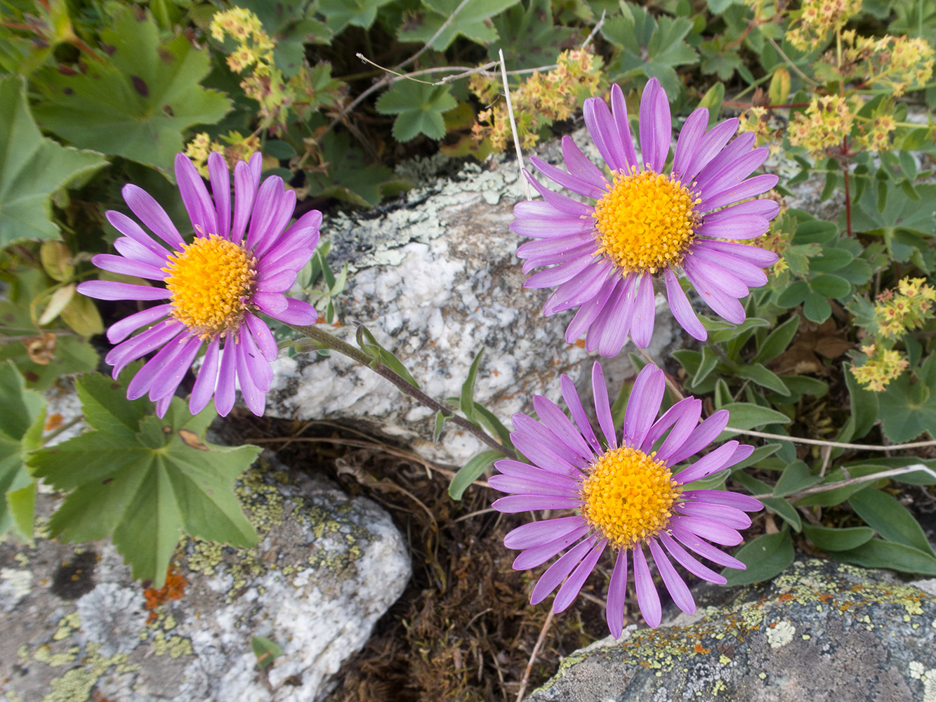 Image of Aster alpinus specimen.