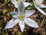 Ornithogalum navaschinii. Цветок. Крым, окр. г. Судак, вершина горы Перчем, каменистый слабо задернованный луг. 23.04.2025.