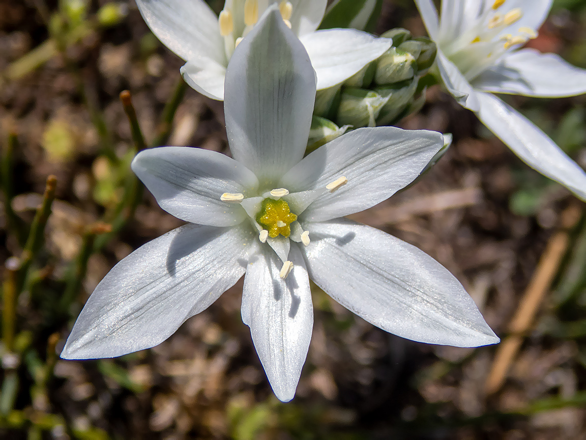 Изображение особи Ornithogalum navaschinii.