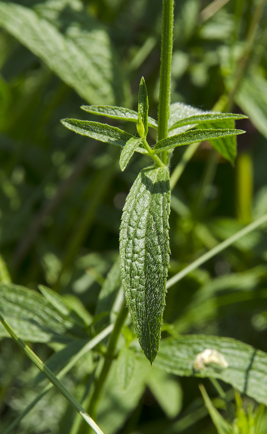 Image of Stachys recta specimen.