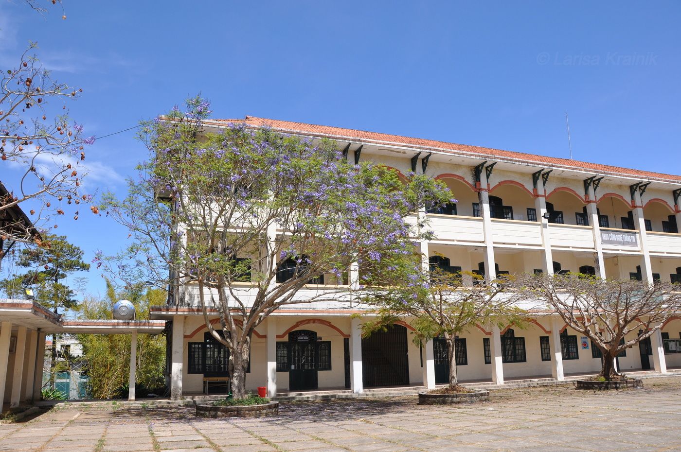 Изображение особи Jacaranda mimosifolia.