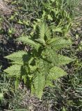 семейство Lamiaceae. Верхушка вегетирующего растения. Испания, Каталония, пров. Жирона, комарка Баш Эмпорда, муниципалитет Пальс, залежь на рисовом чеке. 27.04.2026.