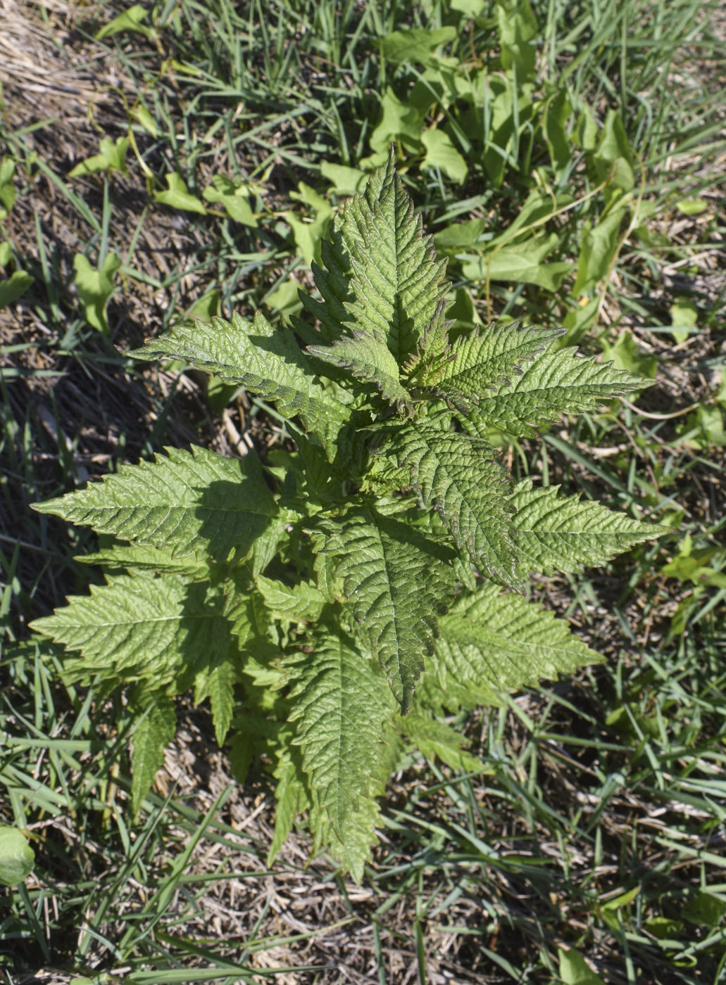 Изображение особи семейство Lamiaceae.