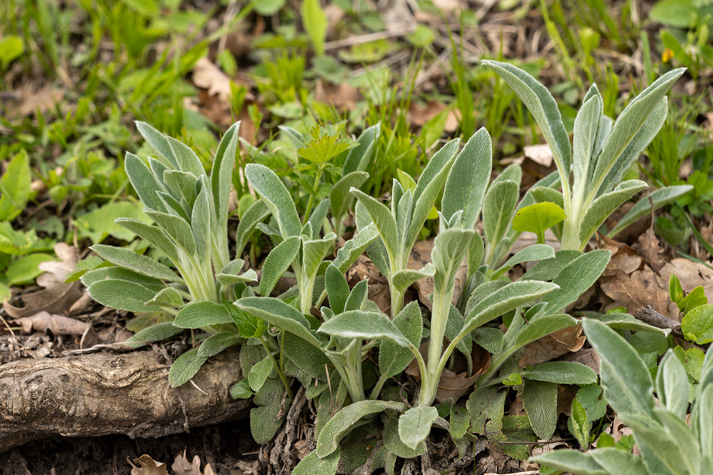 Изображение особи род Stachys.