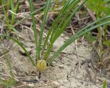 Crocus reticulatus. Основание растения с плодом. Краснодарский край, Крымский р-н, окр. станицы Неберджаевская, дол. р. Липки, пушистодубово-грабинниковый лес, задернованное скальное обнажение на месте старого заросшего карьера, на мергелевой крошке. 22.04.2026.
