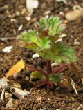 Lamium amplexicaule