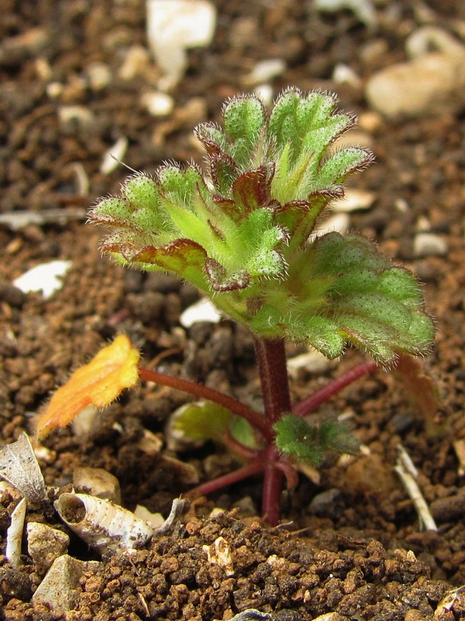 Image of Lamium amplexicaule specimen.