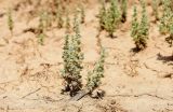 Salsola dendroides. Вегетирующие ювенильные растения. Астраханская обл., Камызякский р-н, окр.с. Бирючек, низина между бэровскими буграми, суглинок с признаками засоления. 11.06.2026.