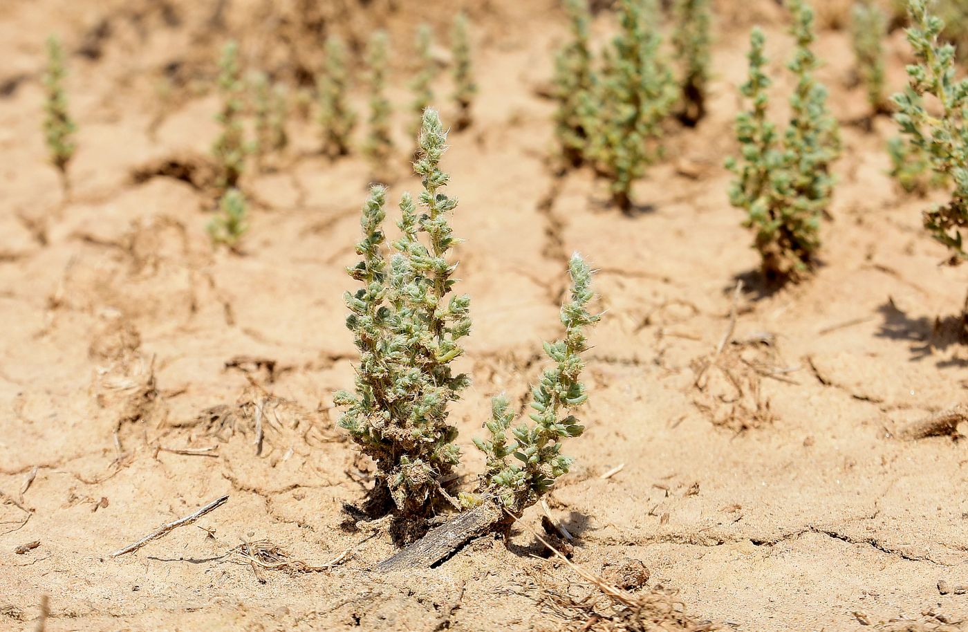 Image of Salsola dendroides specimen.
