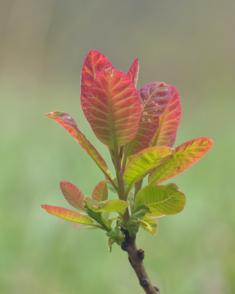 Image of Cotinus coggygria specimen.