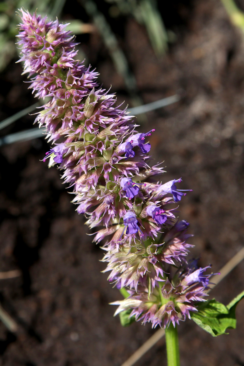 Изображение особи Agastache mexicana.