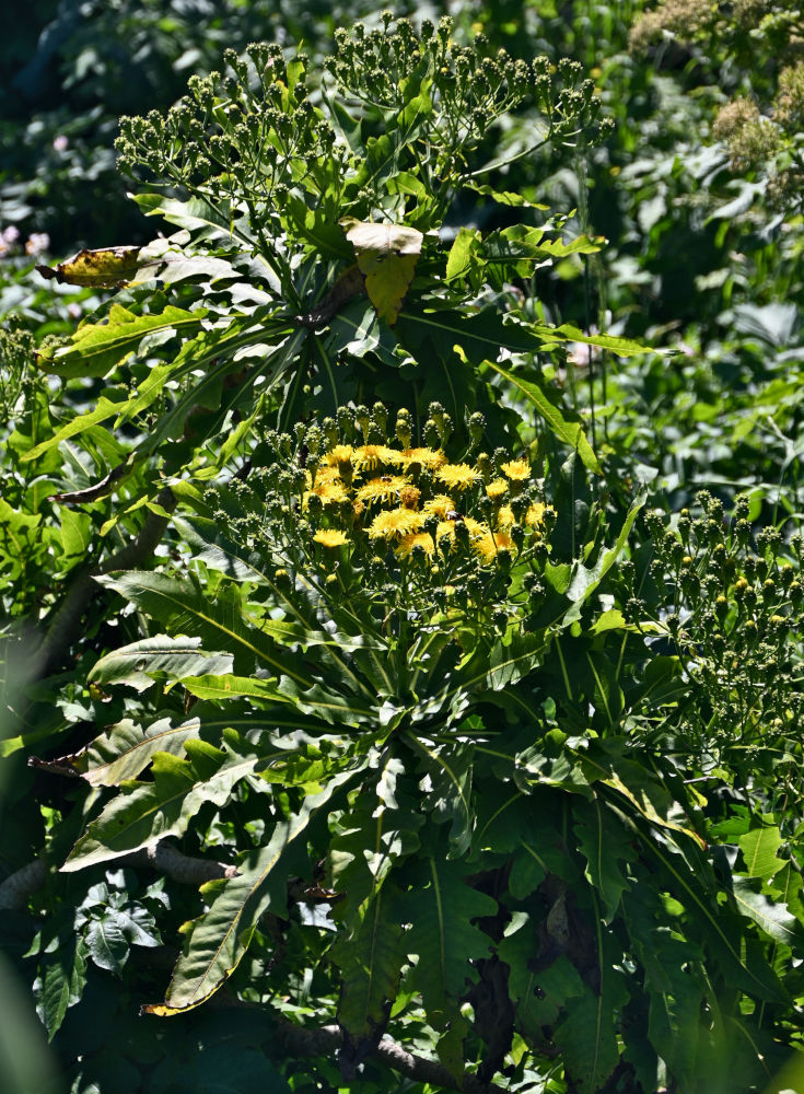 Image of Sonchus fruticosus specimen.