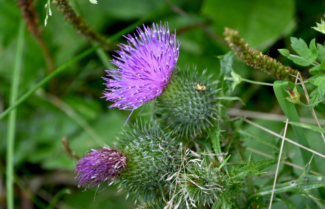 Изображение особи Cirsium vulgare.
