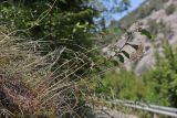 Allium paniculatum. Цветущие растения. Крым, Севастополь, Байдарская дол., задернованная скала. 19.08.2026.