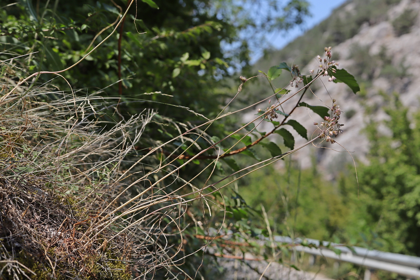 Image of Allium paniculatum specimen.