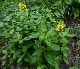 genus Lysimachia. Цветущие и вегетирующие растения. Краснодарский край, курорт \"Роза Хутор\", обочина тропы \"Озёрный траверс\". 19.08.2026.