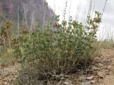 genus Lagochilus. Цветущее растение. Таджикистан, Согдийская обл., Айнинский р-н; Памиро-Алай, Фанские горы, подножье горы Сарытаг, ≈ 2440 м н.у.м., щебнистый склон. 27 июня 2026 г.