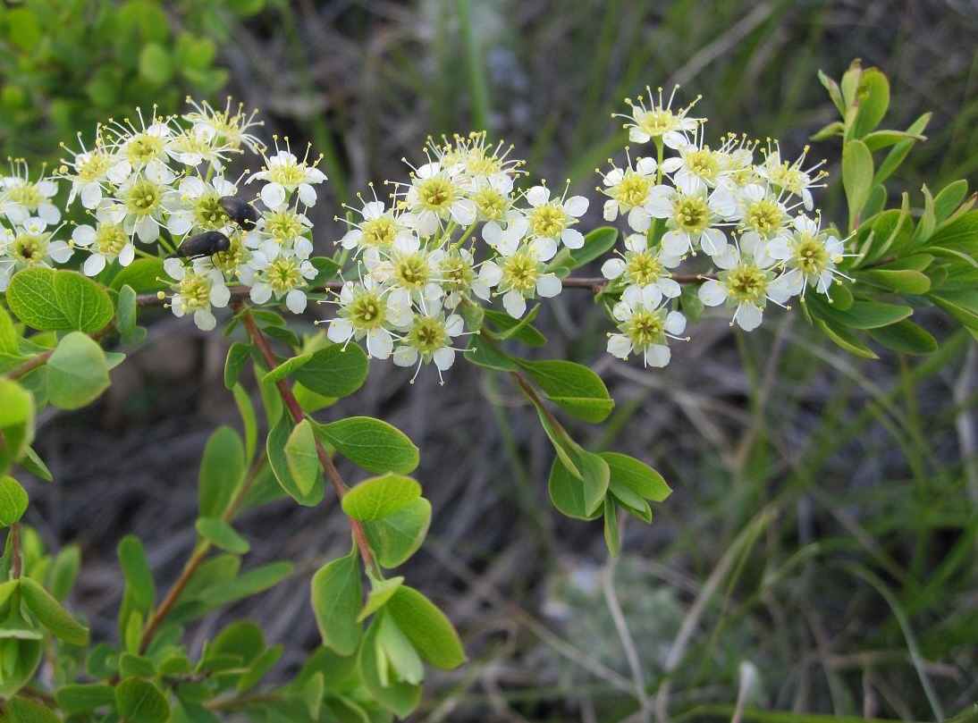 Изображение особи Spiraea hypericifolia.